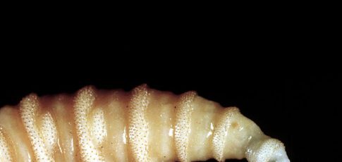 flesh-eating flies are eating their way through