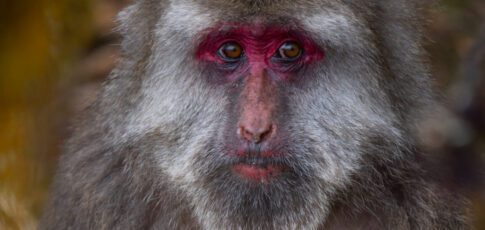 macaque facial gestures are more than just