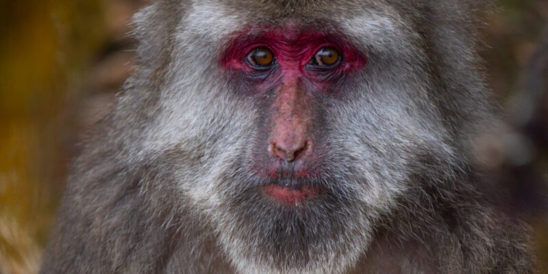 Macaque facial gestures are more than just a reflex, study finds 19 macaque facial gestures are more than just