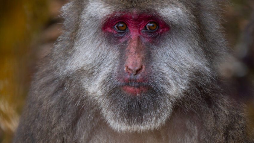 macaque facial gestures are more than just
