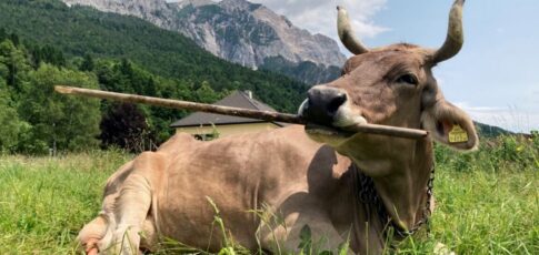 Tech News 12 meet veronika the tool-using cow