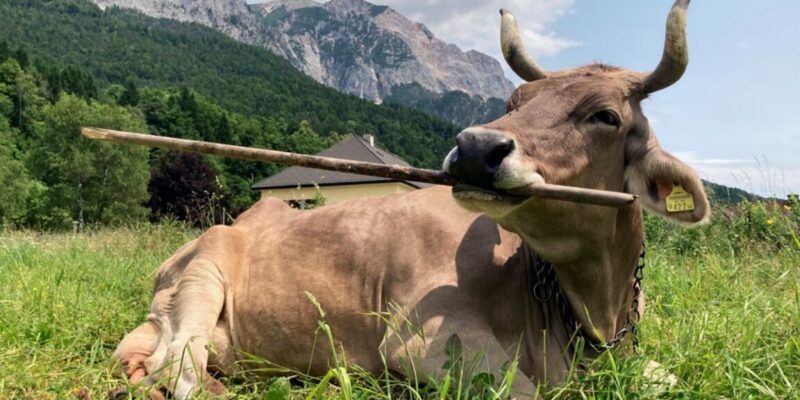 meet veronika the tool-using cow