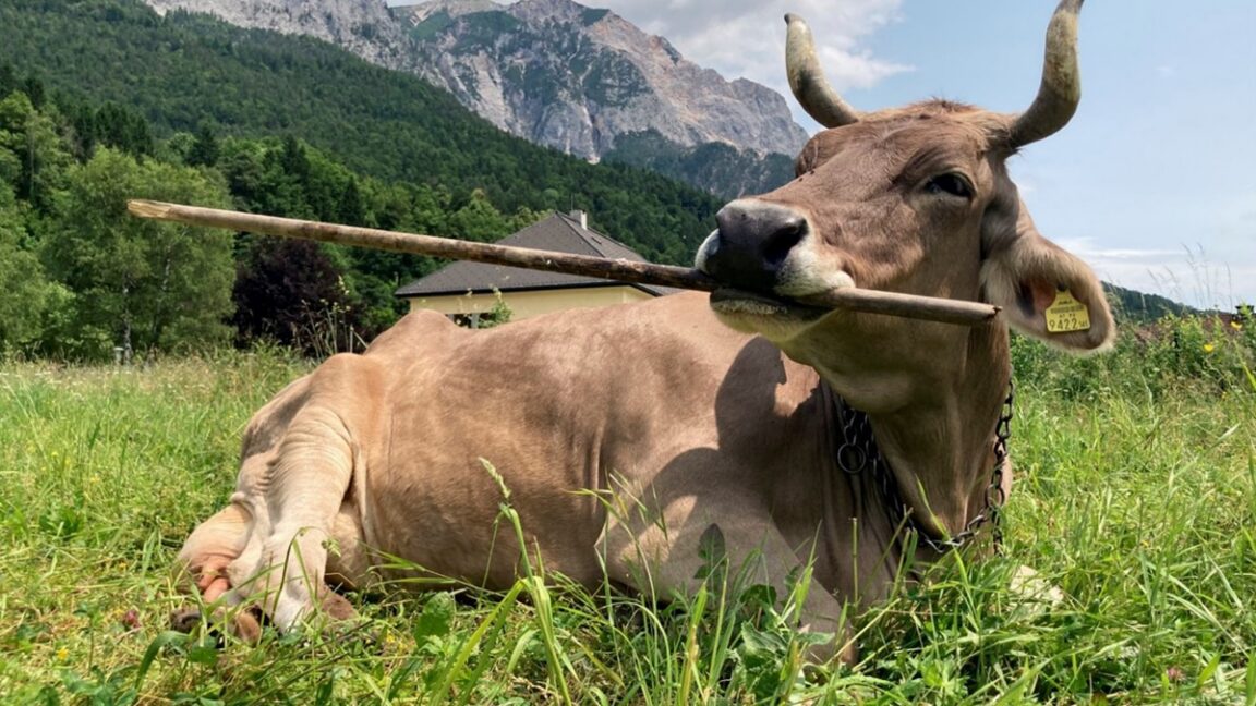 meet veronika the tool-using cow