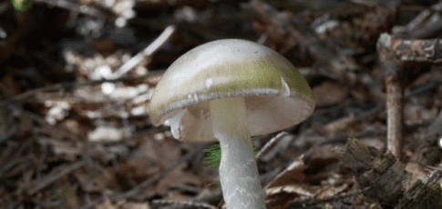 Tech News 9 wild mushrooms keep killing people in california