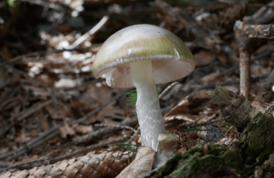 wild mushrooms keep killing people in california