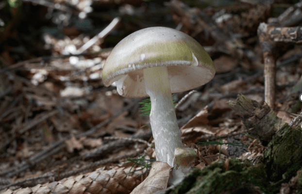 Wild mushrooms keep killing people in California; 3 dead, 35 poisoned 1 wild mushrooms keep killing people in california