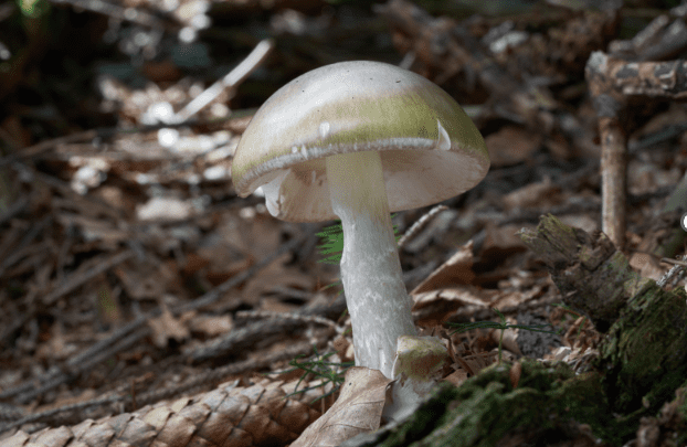 wild mushrooms keep killing people in california