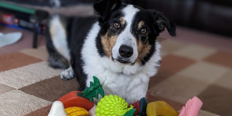 these dogs eavesdrop on their owners to