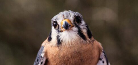Tech News 1 tiny falcons are helping keep the food
