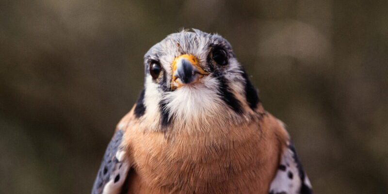 Tiny falcons are helping keep the food supply safe on cherry farms 6 tiny falcons are helping keep the food