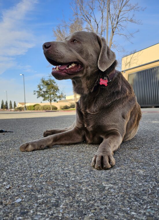 now anyone can tap ring doorbells to