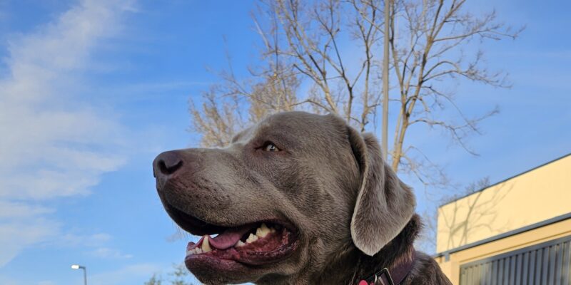 Now anyone can tap Ring doorbells to search for lost dogs 20 now anyone can tap ring doorbells to