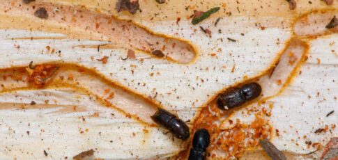 Tech News 6 fungus could be the insecticide of the