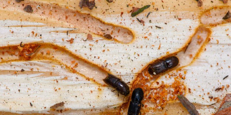 Fungus could be the insecticide of the future 12 fungus could be the insecticide of the