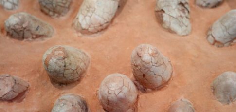 Tech News 1 dinosaur eggshells can reveal the age of