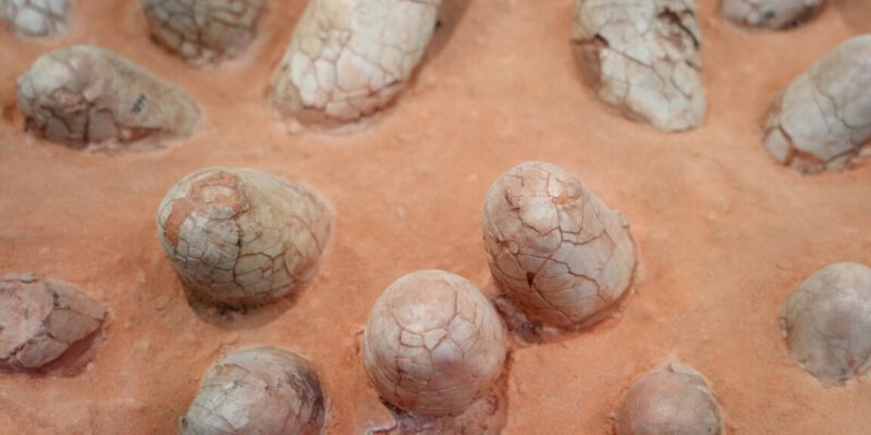 Dinosaur eggshells can reveal the age of other fossils 20 dinosaur eggshells can reveal the age of