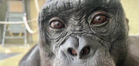 Tech News 5 watch kanzi the bonobo pretend to have