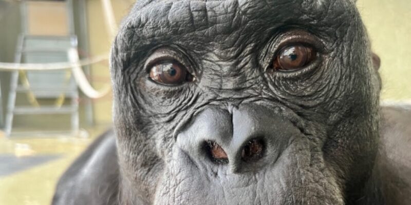 Watch Kanzi the bonobo pretend to have a tea party 19 watch kanzi the bonobo pretend to have