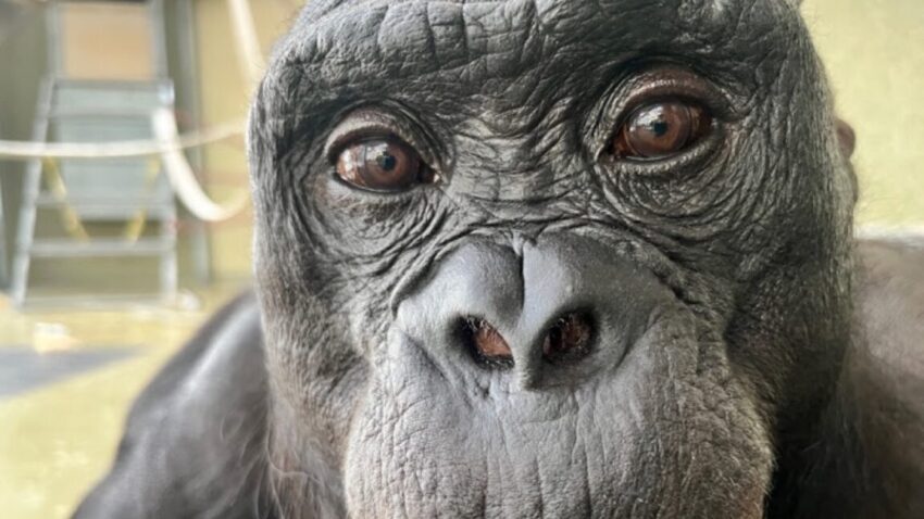 watch kanzi the bonobo pretend to have