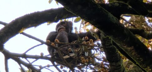 Tech News 11 boozy chimps fail urine test confirm hotly