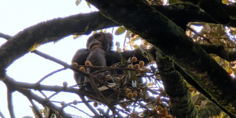 Boozy chimps fail urine test, confirm hotly debated theory 10 boozy chimps fail urine test confirm hotly