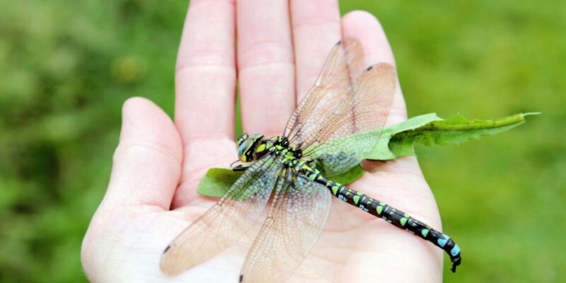 Explanation for why we don't see two-foot-long dragonflies anymore fails 15 explanation for why we don t see