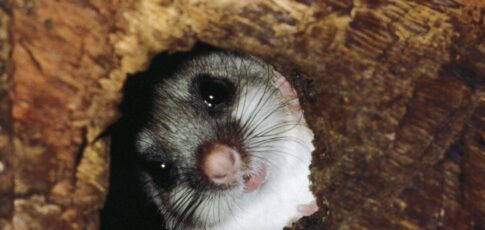 the strange animals that control their body