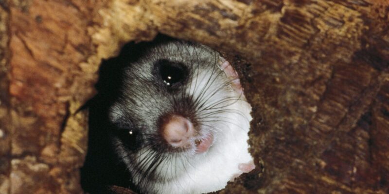 The strange animals that control their body heat 2 the strange animals that control their body