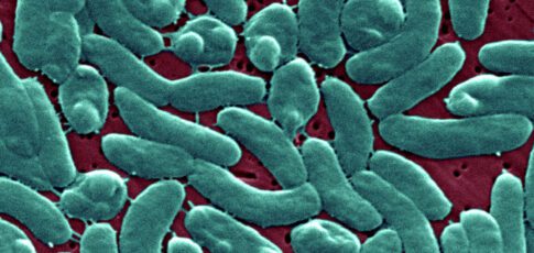 flesh-eating bacteria devour man s arm and