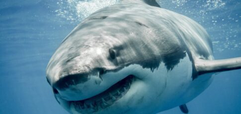 great white sharks are overheating
