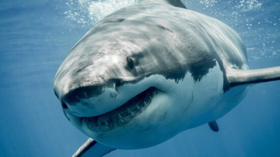 great white sharks are overheating