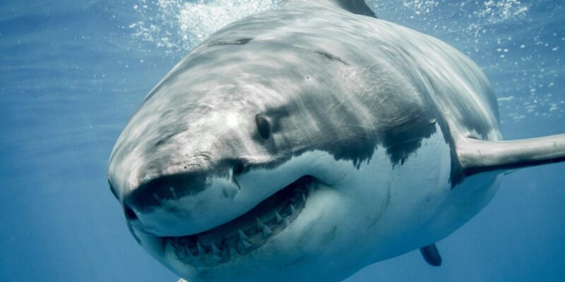 Great white sharks are overheating 8 great white sharks are overheating