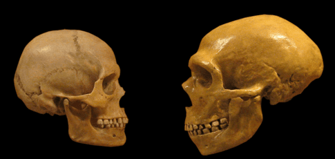neanderthal brains measure up to ours-literally