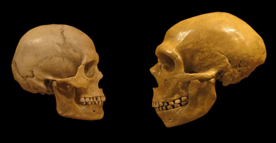 neanderthal brains measure up to ours-literally