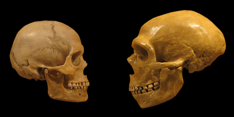 Neanderthal brains measure up to ours—literally 11 neanderthal brains measure up to ours-literally