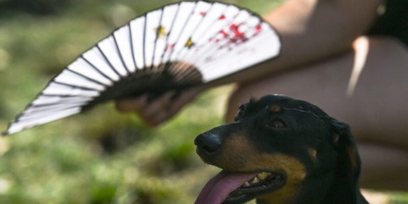 They call it stupid hot for a reason: Heat muddles animal brains 14 they call it stupid hot for a