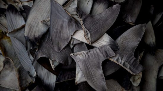 china s shark finning could lead to