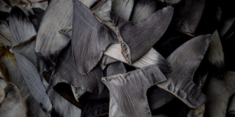 china s shark finning could lead to