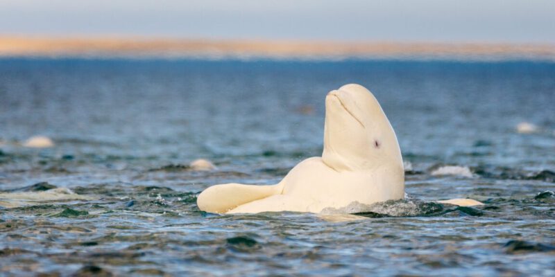 whatever the mirror test tells us beluga