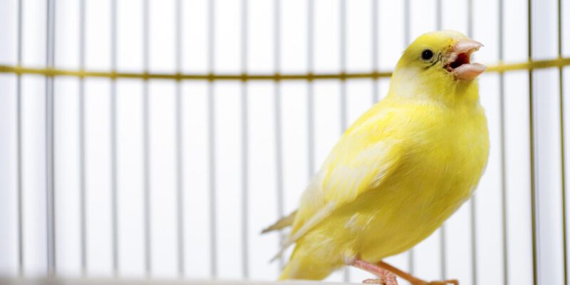 Canadian election databases use "canary traps"—and they work 2 canadian election databases use canary traps -and