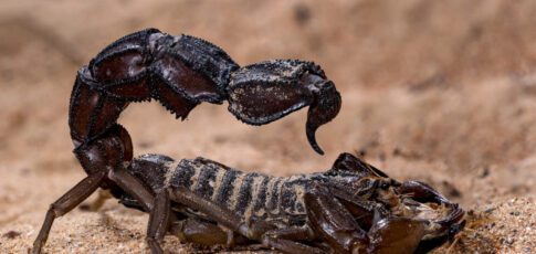 scorpions go terminator mode and reinforce their