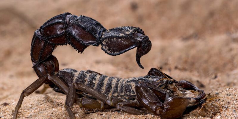 Scorpions go terminator mode and reinforce their weapons with metal 1 scorpions go terminator mode and reinforce their