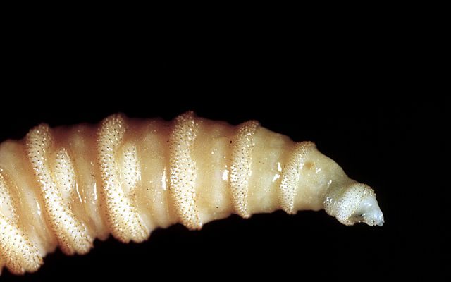 Flesh-eating screwworm infection confirmed in South Texas, USDA says 6 flesh-eating screwworm infection confirmed in south texas