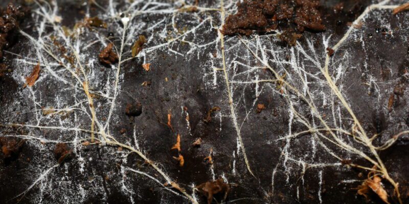 Threads of underground fungal networks are long enough to reach beyond the Solar System 14 threads of underground fungal networks are long