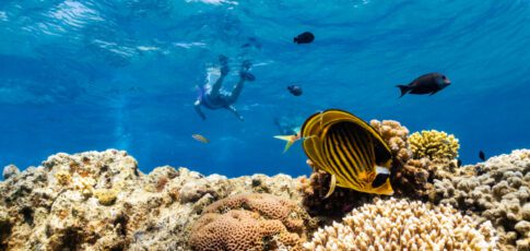 as global warming threatens corals scientists search