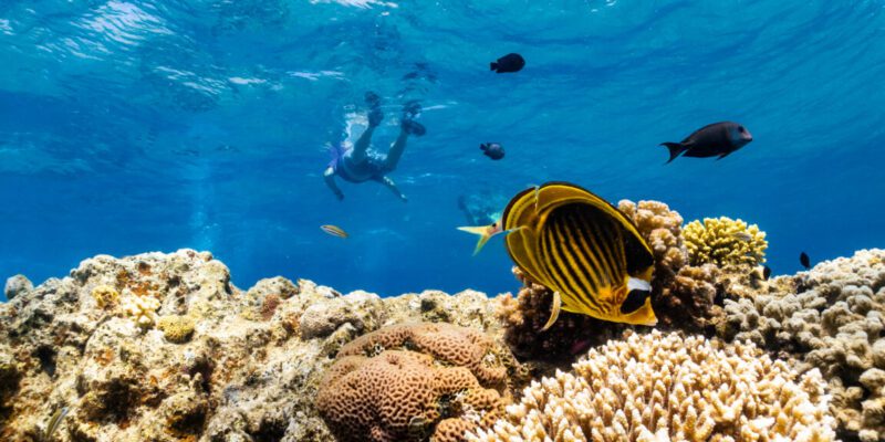 As global warming threatens corals, scientists search for reefs that can take the heat 1 as global warming threatens corals scientists search