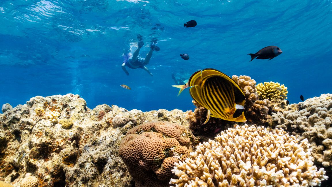As global warming threatens corals, scientists search for reefs that can take the heat 3 as global warming threatens corals scientists search