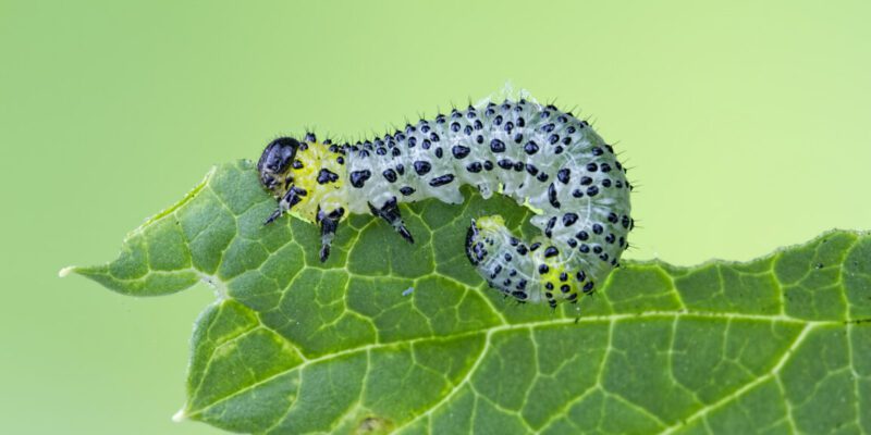 Beans use an immune receptor to call in airstrikes on caterpillars 8 beans use an immune receptor to call