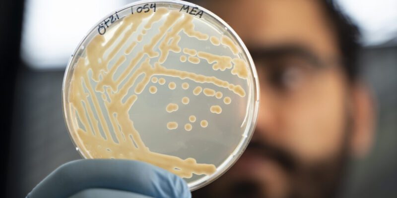 Some ancient microbes frozen with Ötzi the Iceman are still growing 1 some ancient microbes frozen with tzi the