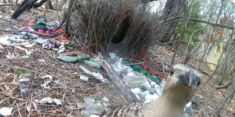 Male bowerbirds hope to dazzle females with bright human-made items 10 male bowerbirds hope to dazzle females with